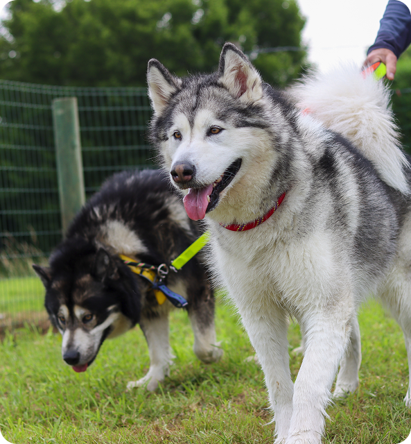 La dysplasie des hanches chez le chien